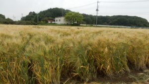 周りは小麦が実ってきた