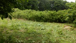 ここもぼうぼうだったので、草刈りを実施した。