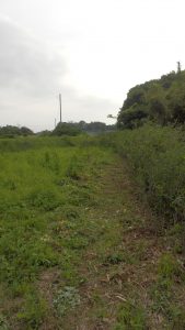 奥の草刈りより、お茶に絡んでいるつるの除去を優先した