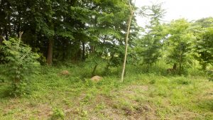 奥側が草刈りが済んでいない