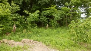 もう一方の奥側も草刈りを実施する。