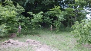 もう一方の奥側の草刈りも実施した。