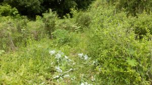 隣の境界の部分も耕作放棄地なので、次回綺麗にしたい。