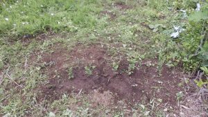 お茶の木も順調に成長している