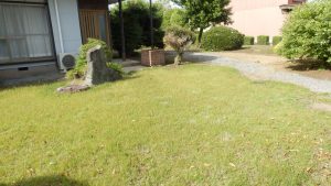 芝生にさっぞうが生えていたので、綺麗に刈った