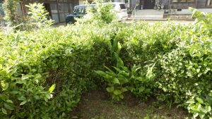 脇にミョウガがなり始めた