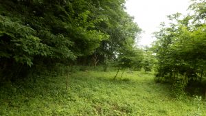 一回刈ったけど、また伸びてきたので入り口を中心に草刈りを実施した