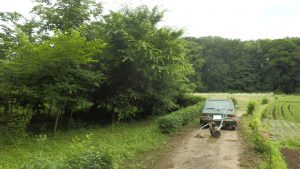 いつも車を入れている入り口が草がぼうぼうだった