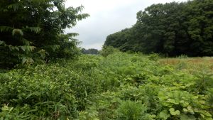 隣の畑も耕作放棄地なので、蔦がすごいことになっている。お茶の木がやられてしまうので、今回はここの草刈りを実施する