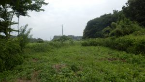 一回刈ったけど、ここの部分はかなり草が伸びている。今回お茶の木を弱っている部分のみ草刈りを実施した