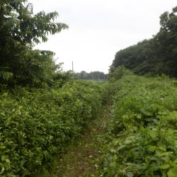 隣の耕作放棄地の境界の部分の刈り取りを実施した