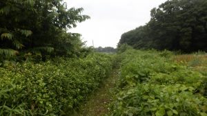 隣の耕作放棄地の境界の部分の刈り取りを実施した