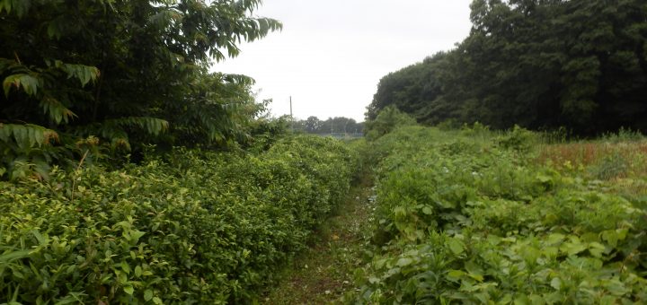 隣の耕作放棄地の境界の部分の刈り取りを実施した
