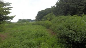 時間がなかったので、弱っている部分のみ草刈りを実施した