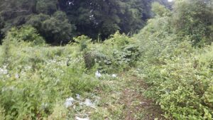 奥の境界部分の草刈りを実施して、一通りお茶のまわりの雑草の草刈りを実施した
