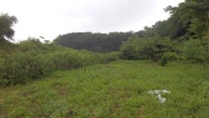 伸びていた竹の部分を刈っておいた
