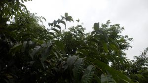 栗の木も花をつけている