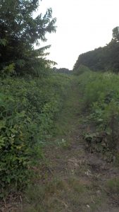 境界もお茶の木に被っていなかったので問題なし
