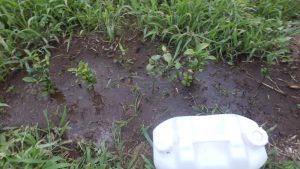乾いていたので、水を与えた