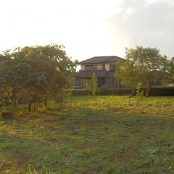 奥の畑もざっと刈った