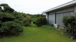 芝生にも雑草が生えている