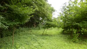 栗畑もかなり雑草が伸びてしまっている。