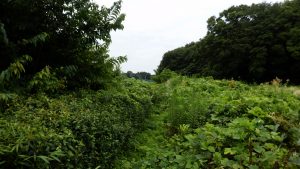 境界部分も雑草が伸びてきたので、次回やりたい
