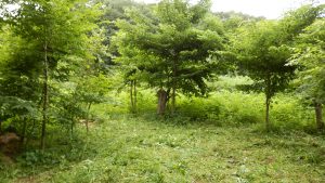 ここの部分の雑草がかなり伸びている