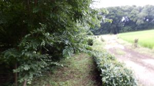 入り口も目立つのでざっと草刈りを行った。
