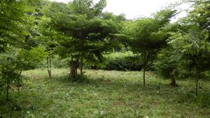 雑草が生い茂っていた部分も刈り取った