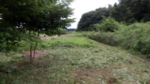 中華草刈り機が壊れなければ終わったと思ったけど、刈り残しが出てしまった