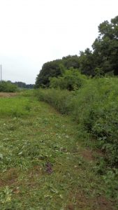 つるがお茶の木に絡んでいたので、その処理だけは行った