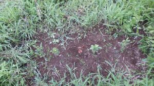 新たに植えたお茶の木に水をやった