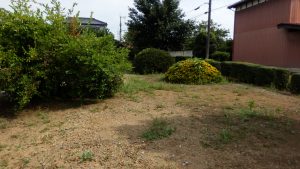 入り口は丹念に草取りをしているけど、この有様
