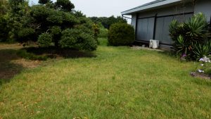 芝生に雑草が生えてしまっている