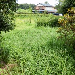 奥側は、草が伸びてしまっている