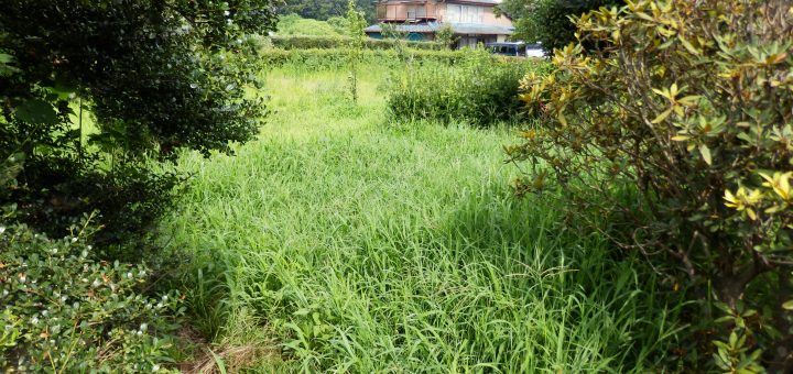 奥側は、草が伸びてしまっている