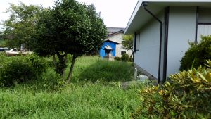 実家の西側も草がボウボウになってしまった