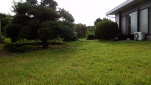 芝生に生えていたものは刈った