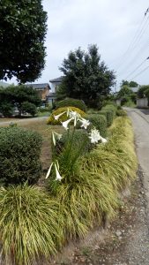 実家の入り口にユリの花が咲いていた