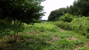 お茶の木の部分は刈っているけど刈り残している部分を今回刈り取る
