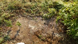 乾燥が凄いので、水をやっておいた