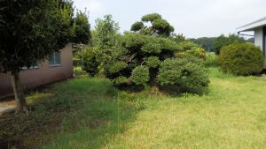 雑草が伸びてしまっている