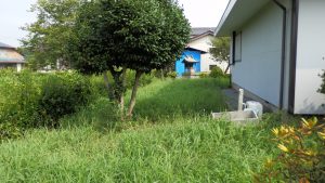 雑草が伸びてしまっている