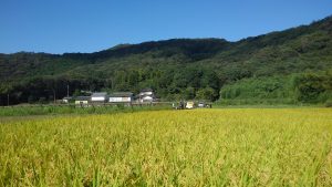 FJPの草刈り体験の田んぼ