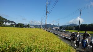 FJPの草刈り体験の田んぼ