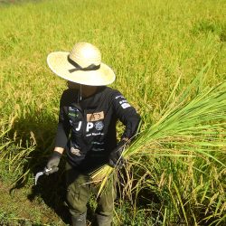 田んぼの草刈りを体験した