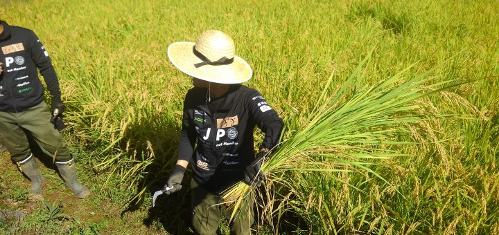 田んぼの草刈りを体験した