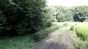 この先に問題のお茶の木の垣根がある。