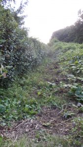 2/3以上の境界部分のお茶の木の草刈りが完了